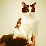 Mamene participe au concours pour gagner de l'argent avec cette photo : abyssinian, angora, animal, armchair, blackcat, cat, chair, furniture, kitten, manx, pet, siamese