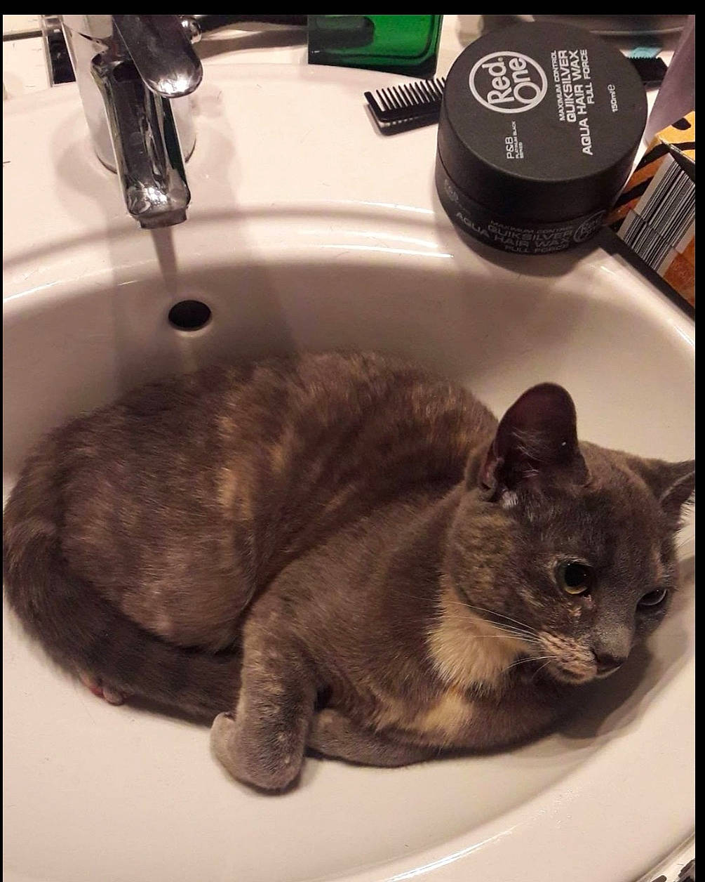 Chatoune participe au concours pour gagner de l'argent avec cette photo : bathroom, bathroom_sink, carnivore, cat, comfort, domestic_short_haired_cat, felidae, fluid, fur, nap, paw, personal_care, photo_caption, plumbing, plumbing_fixture, sink, small_to_medium_sized_cats, tail, tap, whiskers