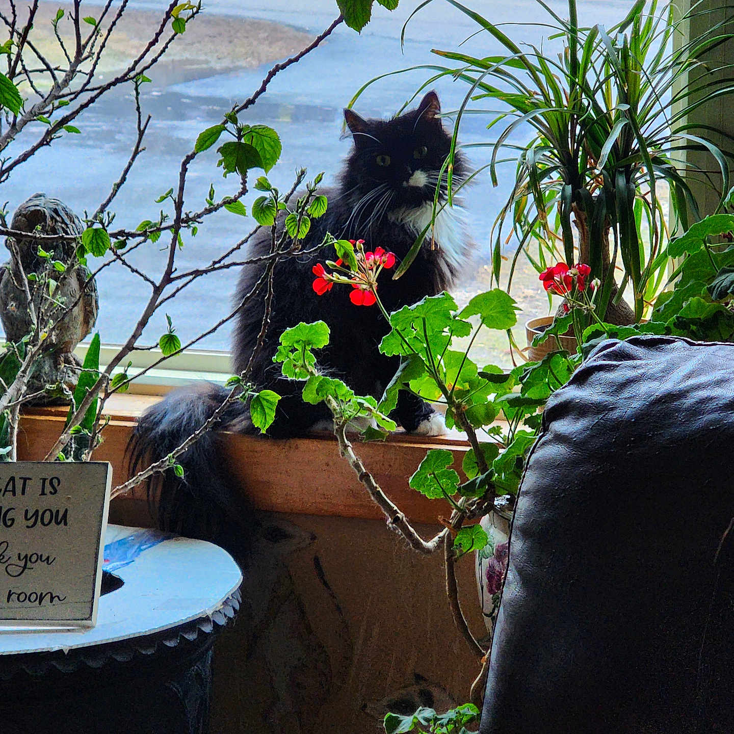 Precious joined the competition — help win amazing prizes! animal, bird, blackcat, cat, cookware, couch, flower, flowerarrangement, furniture, garden, geranium, ikebana, jar, pet, plant, planter, pot, pottedplant, pottery, vase