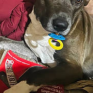 Rosco joined the competition — help win amazing prizes! animal, blanket, book, brown_fur, casual, close_up, collar, cozy, dog, domestic_animal, face, indoor, lying_down, mammal, paw, pet, relaxed, resting, soft_lighting, white_fur