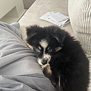 Greg participe au concours pour gagner de l'argent avec cette photo : black_fur, blanket, blue_eyes, close_up, couch, cozy, cushion, dog, fur, grey_clothing, home_interior, indoor, looking_at_camera, papers, paw, pet, puppy, sitting, sofa, white_markings