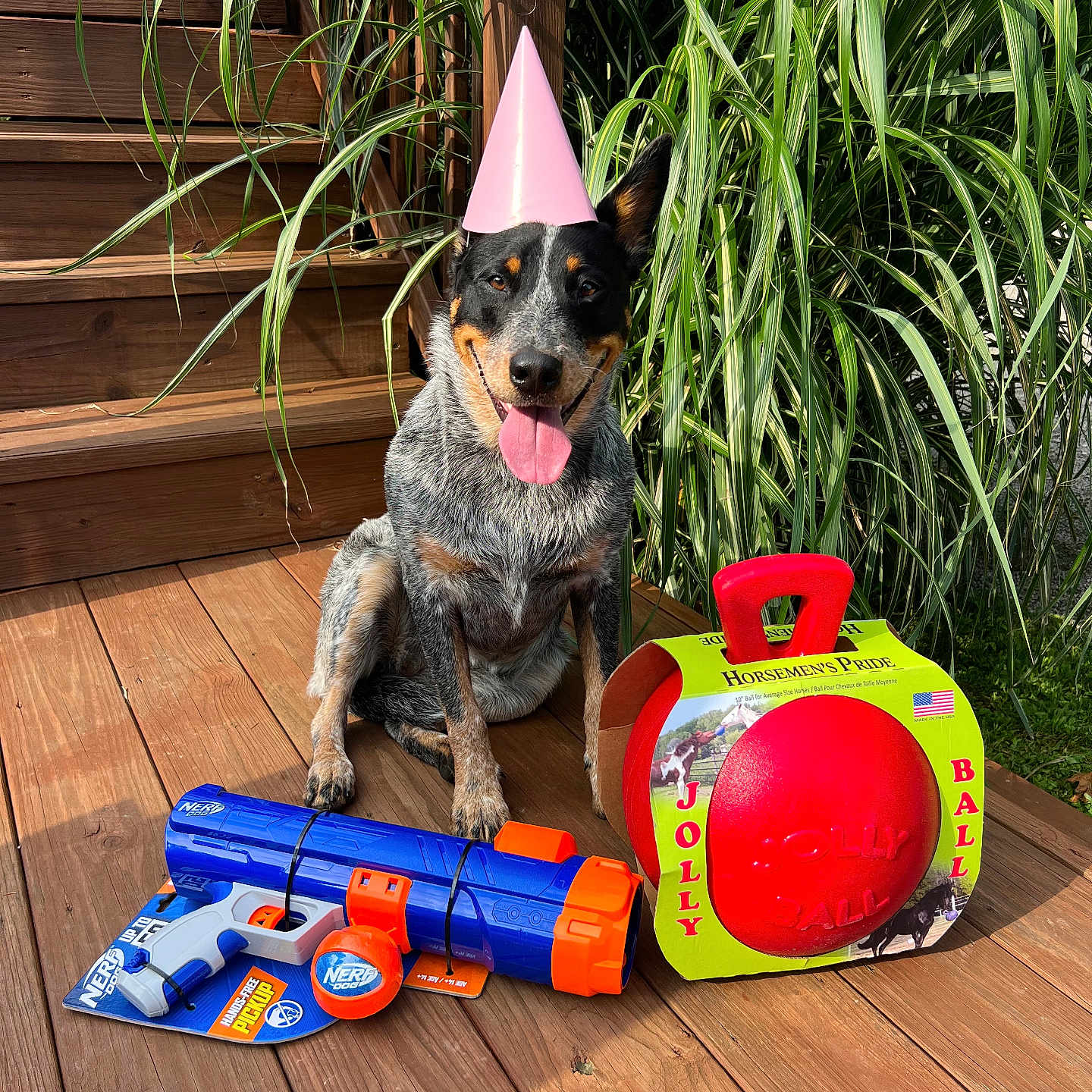 Josey joined the competition — help win amazing prizes! animal, canine, clothing, dog, face, grass, hardwood, hat, indoors, interiordesign, jar, pet, plant, planter, pottedplant, pottery, puppy, toy, vase, wood