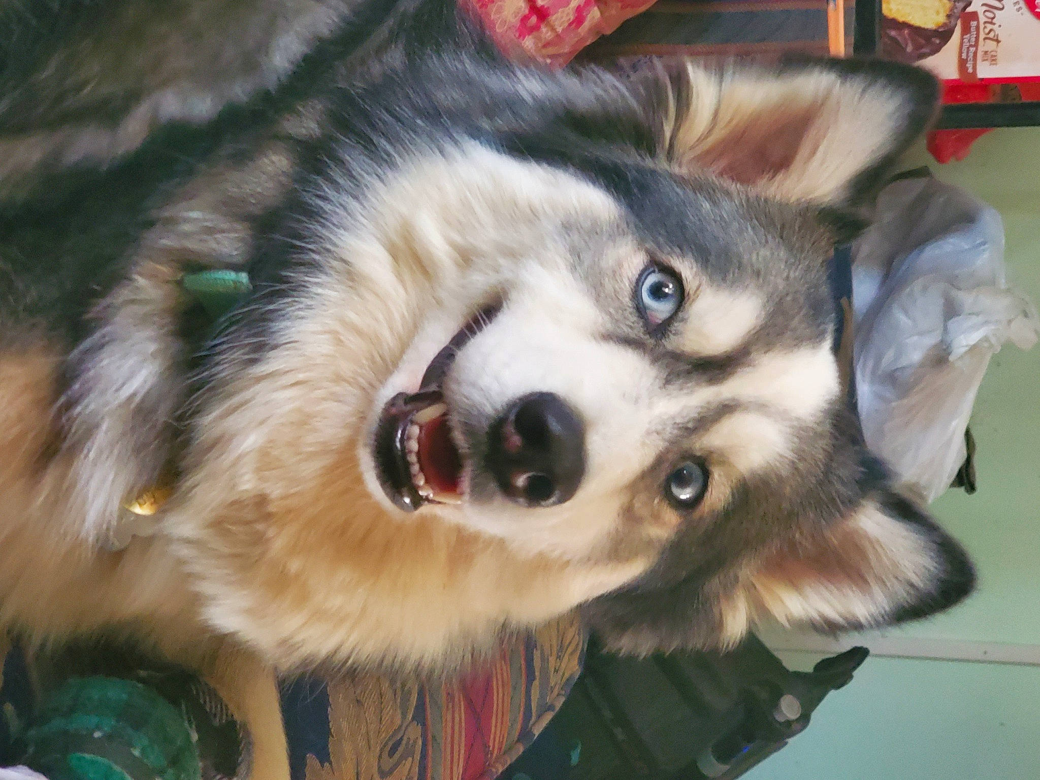 Elena is registered to the contest to win money with this photo: ancient_dog_breeds, canidae, canis, carnivore, companion_dog, dog, dog_breed, fur, herding_dog, non_sporting_group, puppy, siberian_husky, sled_dog, snout, sporting_group, terrestrial_animal, whiskers, working_animal, working_dog