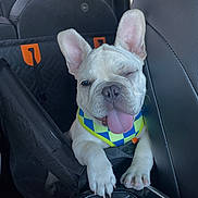 Tater joined the competition — help win amazing prizes! animal, car, car_interior, car_seat, close_up, companion, cute, dog, french_bulldog, happy, leather_seat, pet, pet_harness, playful, puppy, seat_cover, sitting, tongue_out, white_dog, winking