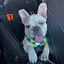 animal, car, car_interior, car_seat, close_up, companion, cute, dog, french_bulldog, happy, leather_seat, pet, pet_harness, playful, puppy, seat_cover, sitting, tongue_out, white_dog, winking