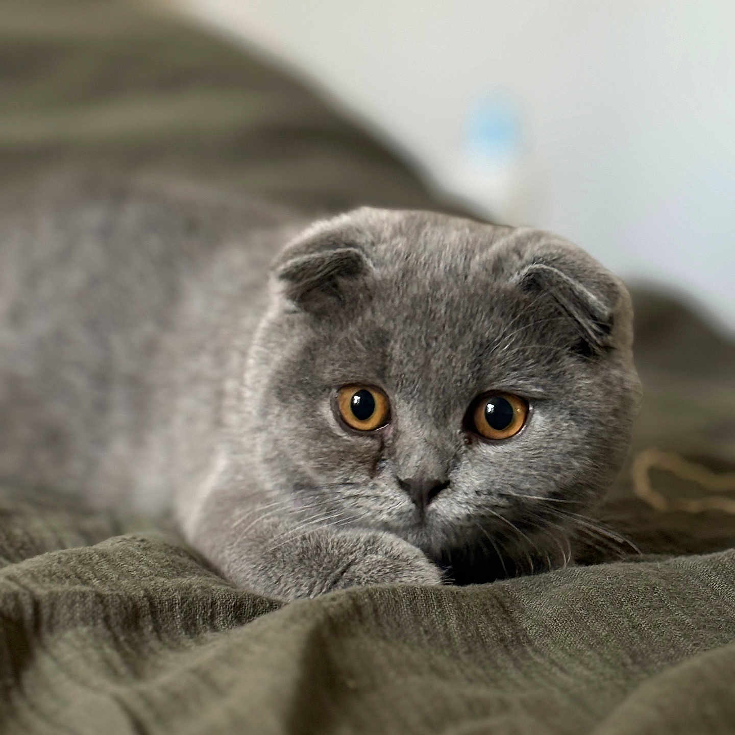Chewie a rejoint le concours — aidez-le/la à gagner de superbes lots ! abyssinian, animal, bed, blanket, cat, couch, furniture, gray, homedecor, kitten, linen, manx, pet, quilt, snout