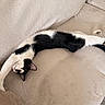 Shiva participe au concours pour gagner de l'argent avec cette photo : cat, black_and_white, stretching, couch, indoor, pet, feline, relaxing, fur, whiskers, paws, sleepy, cozy, home, animal, mammal, resting, comfortable, cute, lazy