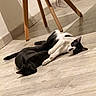 Shiva participe au concours pour gagner de l'argent avec cette photo : cat, black_cat, black_and_white_cat, floor, wooden_floor, chair, indoor, pet, animal, relaxed, lying_down, two_cats, feline, domestic_animal, home, cozy, resting, quiet, calm, fur