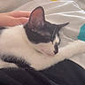 cat, sleeping, black_and_white, blanket, hand, bed, bedspread, polka_dot, indoor, resting, nap, feline, cozy, soft, cute, pet, animal, comfort, relaxation, fur
