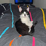 Shiva participe au concours pour gagner de l'argent avec cette photo : kitten, cat, black_and_white, bed, blanket, colorful_stripes, indoor, television, window, radiator, pet, fur, animal, cute, resting, looking, young, domestic, cozy, home