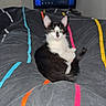kitten, cat, black_and_white, bed, blanket, colorful_stripes, indoor, television, window, radiator, pet, fur, animal, cute, resting, looking, young, domestic, cozy, home