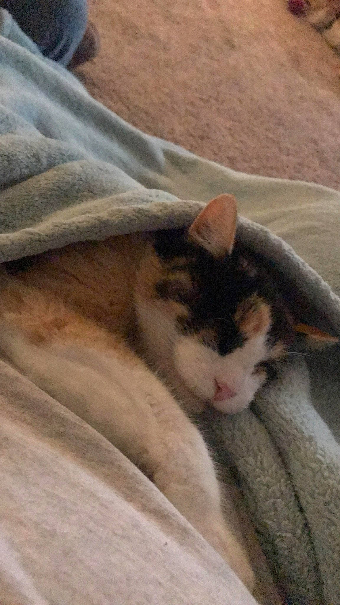 Patches joined the competition — help win amazing prizes! carnivore, cat, comfort, domestic_short_haired_cat, felidae, fur, paw, small_to_medium_sized_cats, snout, tail, whiskers