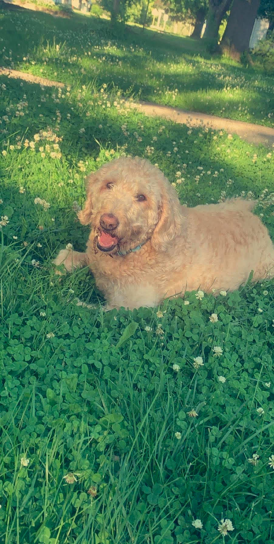 Lolo is registered to the contest to win money with this photo: canidae, carnivore, companion_dog, dog, dog_breed, fawn, grass, labradoodle, non_sporting_group, plant, poodle, puppy, shrub, snout, soil, sporting_group, terrier, water_dog, working_animal