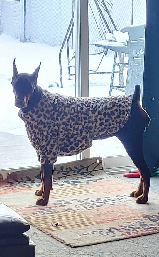 Anastasia joined the competition — help win amazing prizes! art, carnivore, dog_breed, electric_blue, event, fawn, felidae, human_leg, metal, pattern, sculpture, sitting, small_to_medium_sized_cats, snout, tail, water, window, winter, wood, working_animal