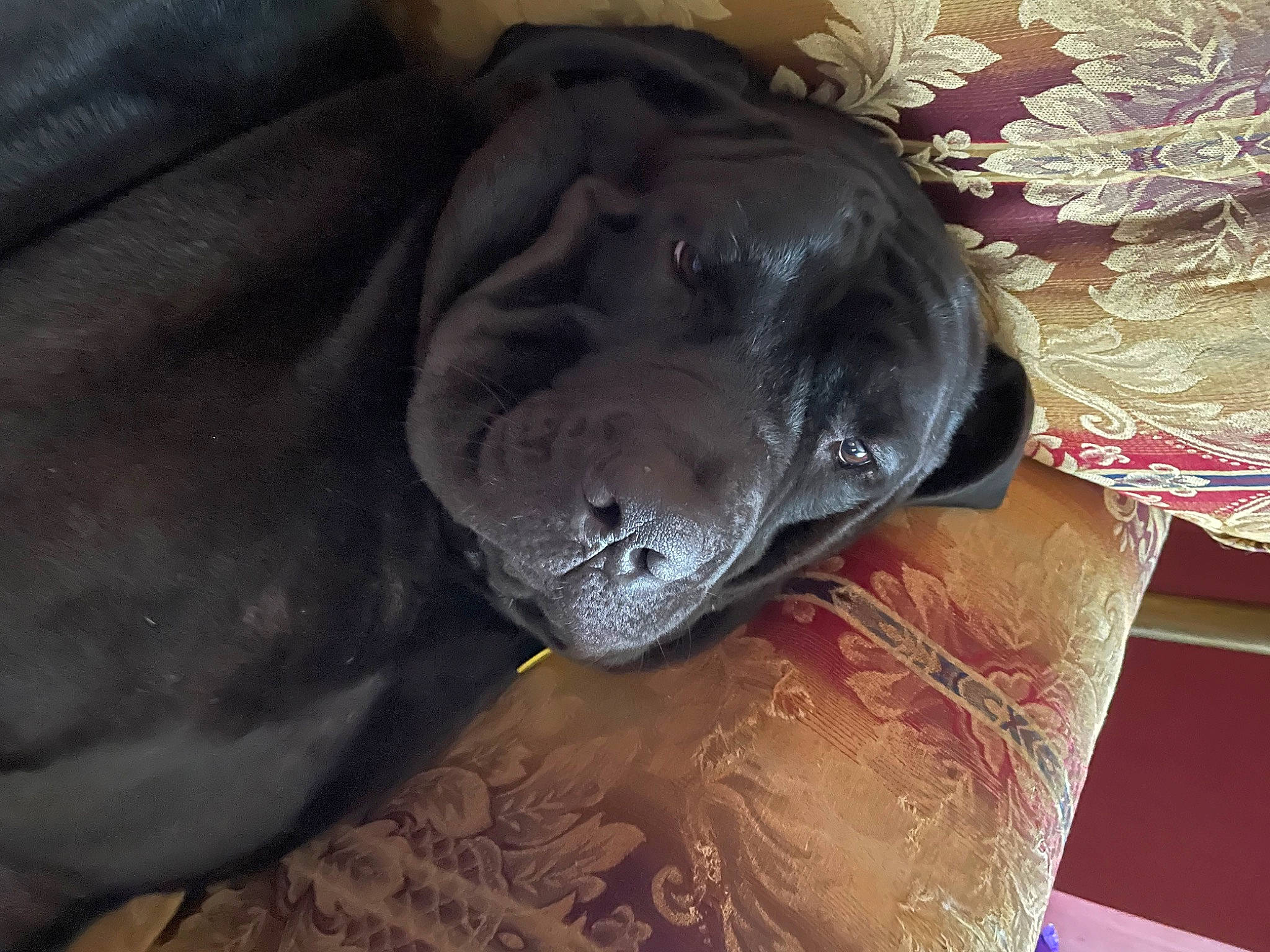 Dewey joined the competition — help win amazing prizes! canidae, carnivore, comfort, companion_dog, dog, dog_breed, fawn, felidae, fur, grey, guard_dog, gun_dog, liver, retriever, snout, sporting_group, terrestrial_animal, whiskers, working_animal, wrinkle