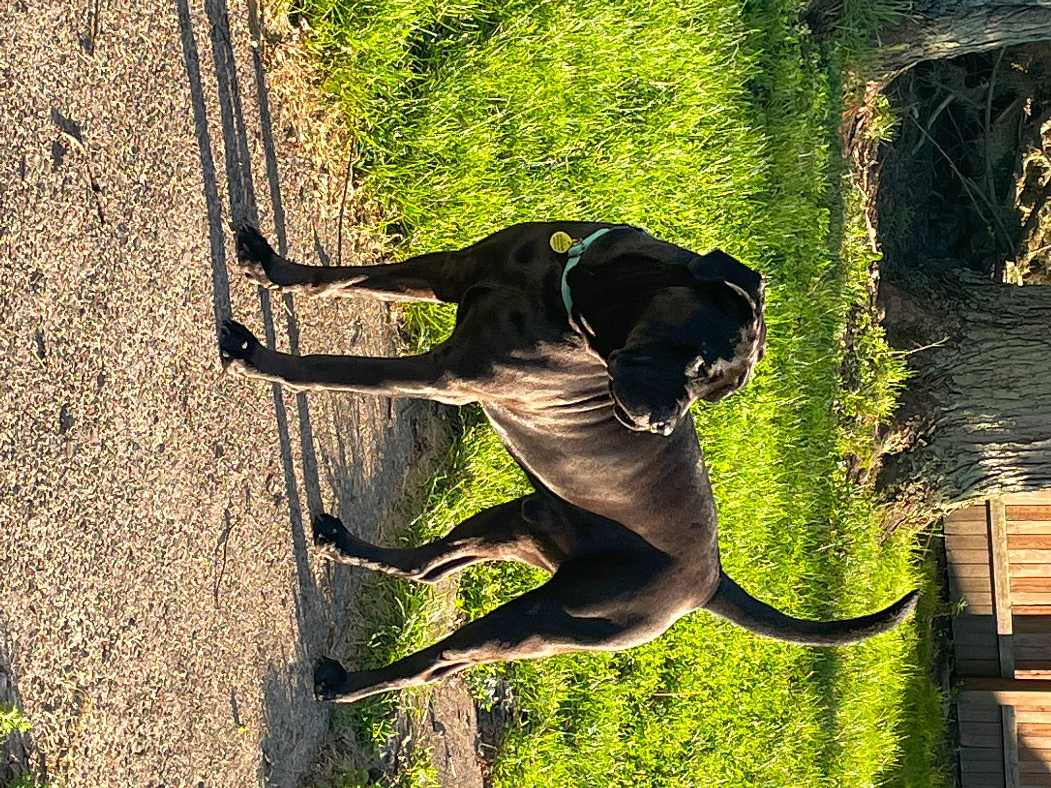 Dewey is registered to the contest to win money with this photo: carnivore, collar, companion_dog, dog, dog_breed, dog_collar, fawn, grass, guard_dog, people_in_nature, plant, shadow, sporting_group, sunlight, tail, terrestrial_animal, tints_and_shades, window, working_animal, working_dog