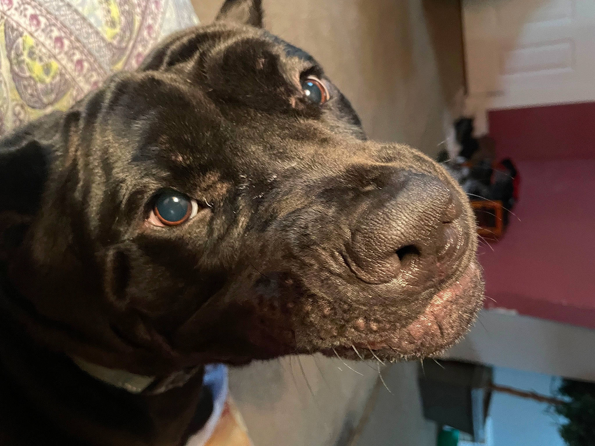 Dewey is registered to the contest to win money with this photo: borador, canidae, carnivore, collar, companion_dog, dog, dog_breed, dog_collar, ear, eye, fur, guard_dog, gun_dog, hunting_dog, liver, snout, sporting_group, whiskers, working_animal, working_dog