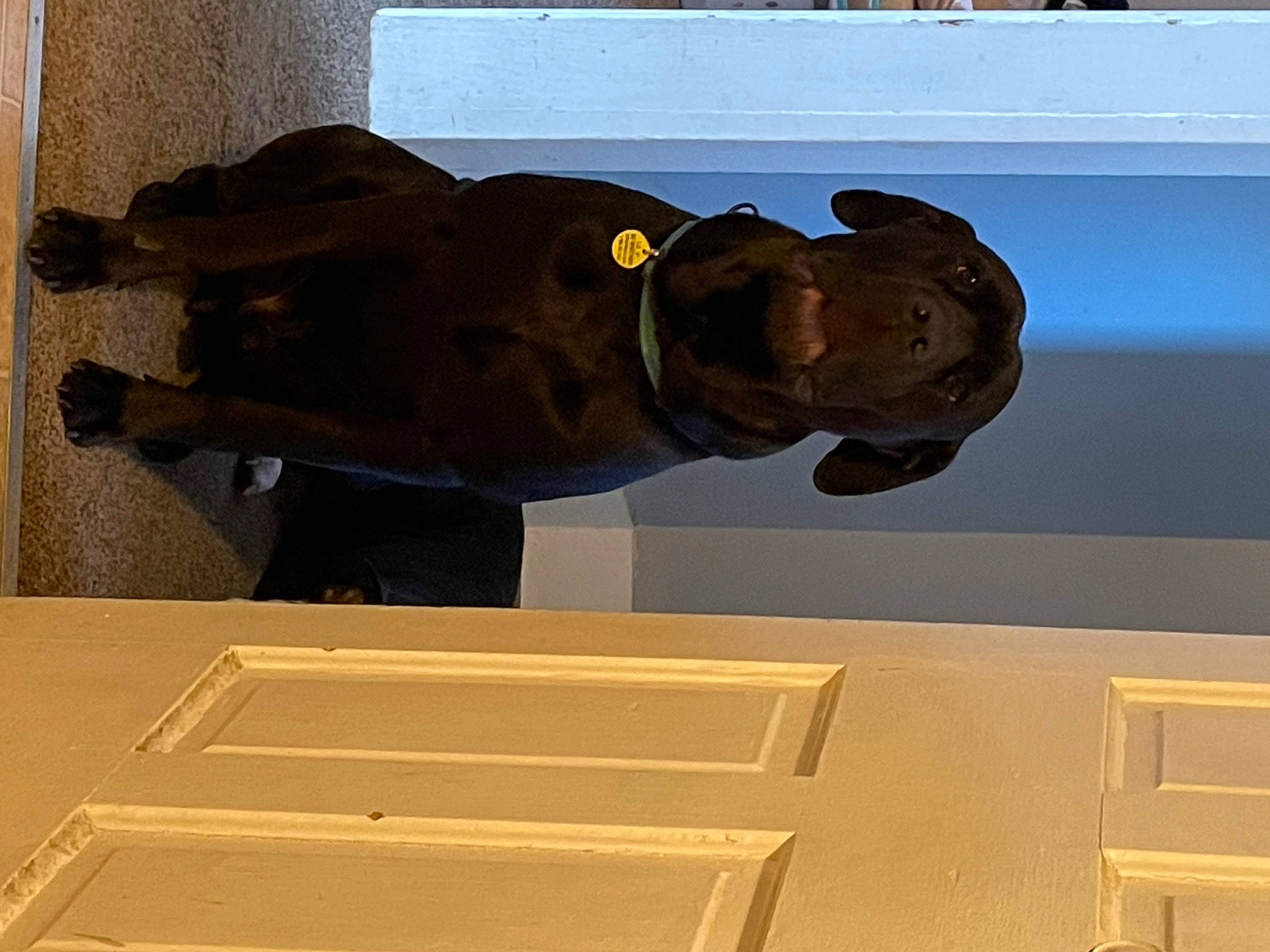 Dewey joined the competition — help win amazing prizes! art, bronze_sculpture, door, fish, hardwood, metal, personal_protective_equipment, room, sculpture, snout, sporting_group, statue, tourist_attraction, wood, working_animal