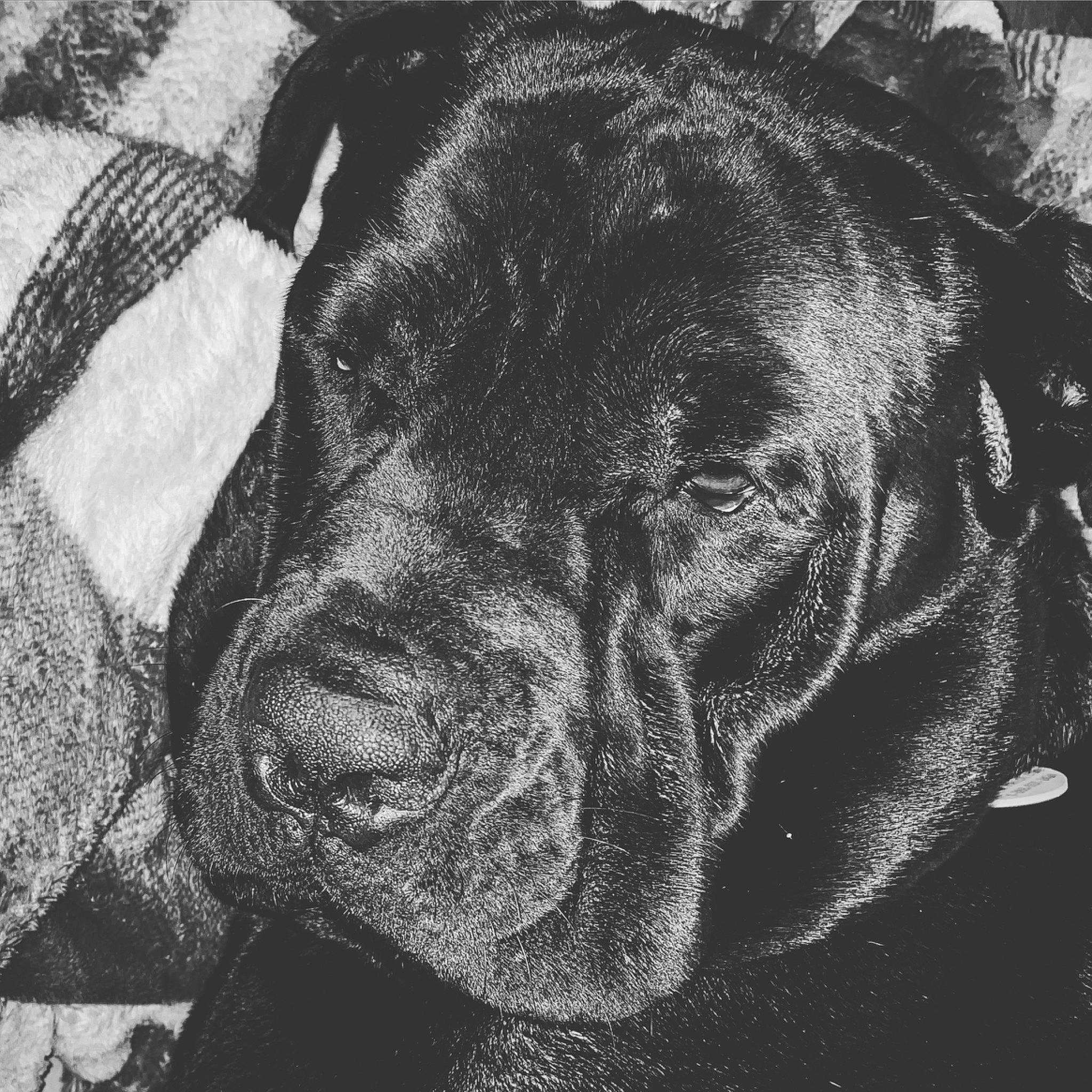 Dewey is registered to the contest to win money with this photo: art, canidae, carnivore, companion_dog, dog, dog_breed, fur, guard_dog, gun_dog, molosser, monochrome, monochrome_photography, retriever, snout, sporting_group, style, terrestrial_animal, whiskers, working_animal, wrinkle