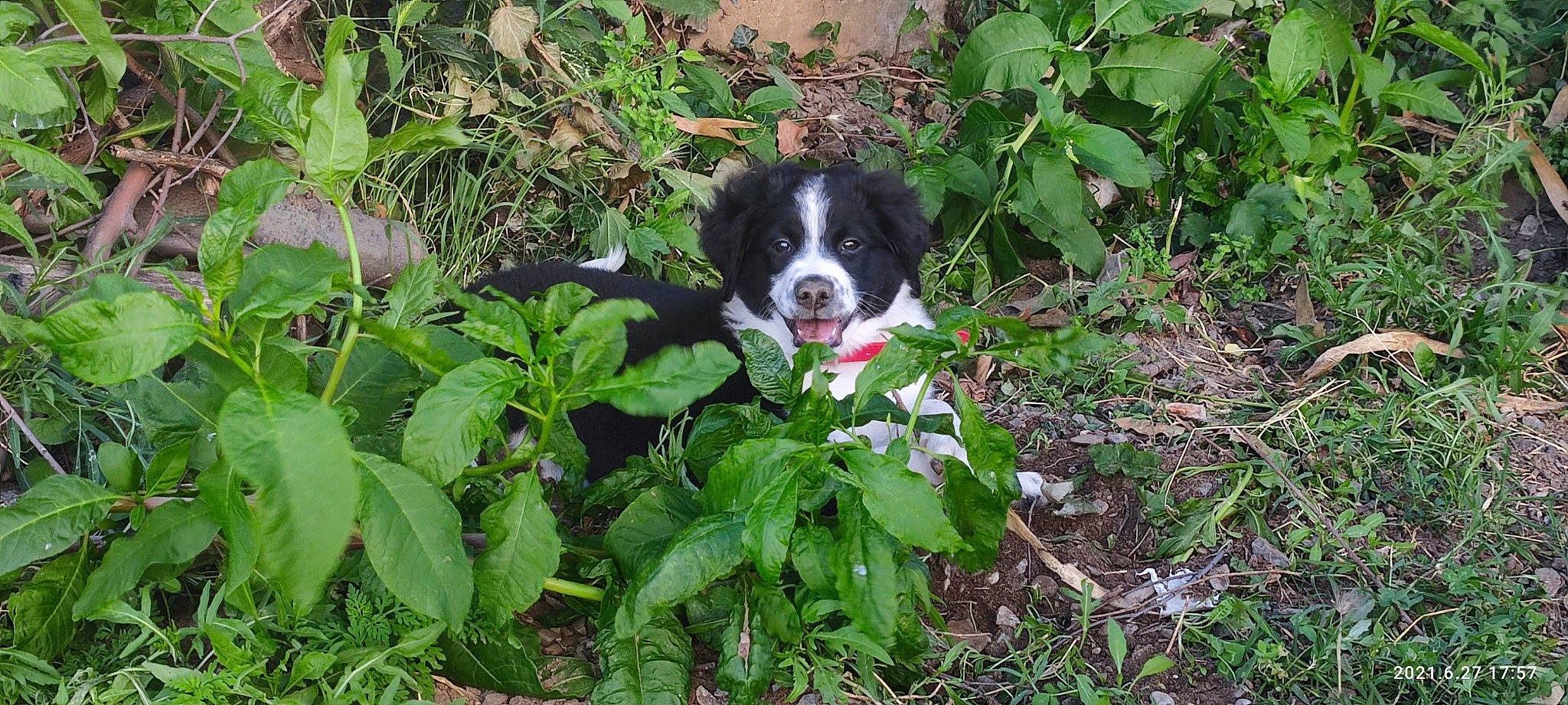 Spot a rejoint le concours — aidez-le/la à gagner de superbes lots ! annual_plant, canidae, carnivore, companion_dog, dog, dog_breed, garden, gardening, grass, groundcover, herb, herding_dog, leaf, non_sporting_group, plant, shrub, snout, soil, sporting_group, working_dog