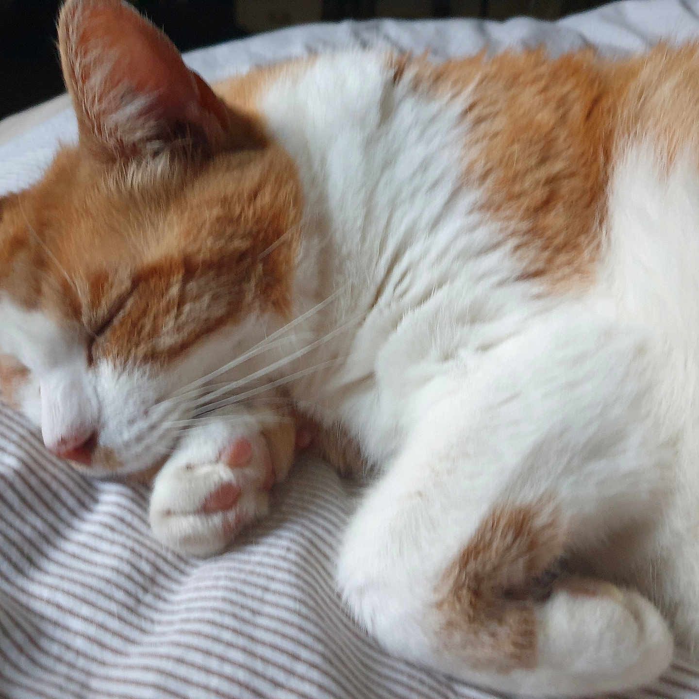 Sac a rejoint le concours — aidez-le/la à gagner de superbes lots ! abyssinian, angora, animal, bed, blanket, cat, couch, cushion, furniture, hardwood, homedecor, indoors, kitten, manx, person, pet, quilt, siamese, sleeping, wood