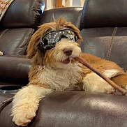 Bandit joined the competition — help win amazing prizes! animal, brown_and_white, dog, fashion, fluffy, funny, goggles, indoor, leather_chair, living_room, long_hair, lying_down, open_mouth, pet, portrait, puppy, recliner, sitting, sunglasses, white_paws