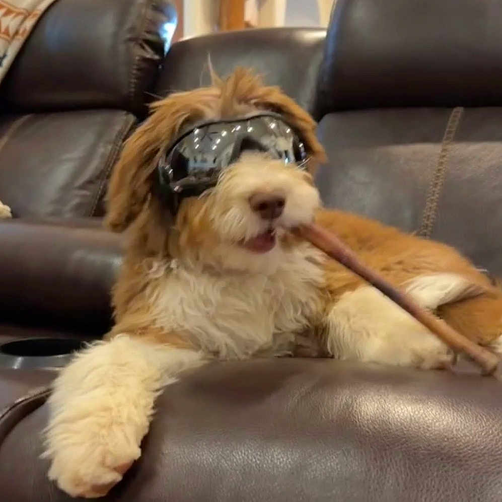 Bandit