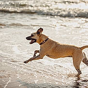 Ruby a rejoint le concours — aidez-le/la à gagner de superbes lots ! active, animal, beach, canine, collar, dog, joyful, motion, nature, outdoor, playful, running, shore, splashes, summer, sunlight, surf, water, waves, wet