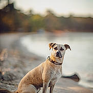 Ruby participe au concours pour gagner de l'argent avec cette photo : dog, beach, sand, water, outdoor, animal, pet, collar, nature, wet_fur, sitting, calm, background_blur, daytime, shoreline, canine, portrait, serious_expression, trees, quiet
