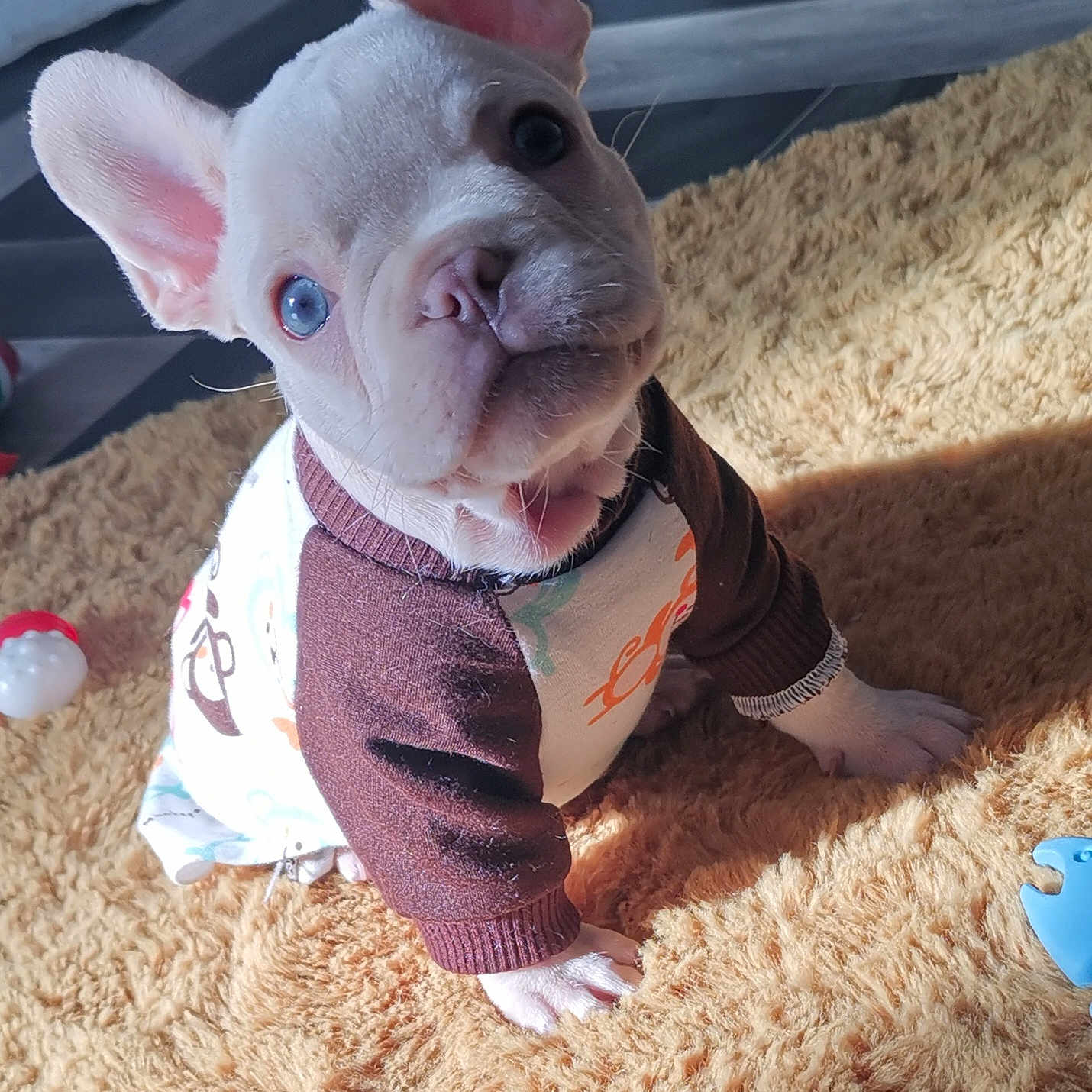 Reggie Roo is registered to the contest to win money with this photo: canidae, carnivore, companion_dog, dog, dog_breed, ear, fawn, fur, grass, mammal, non_sporting_group, paw, snout, sporting_group, suidae, terrestrial_animal, vertebrate, whiskers, working_animal, wrinkle