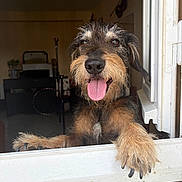 Momo a rejoint le concours — aidez-le/la à gagner de superbes lots ! animal, black, brown, close_up, daylight, dog, happy, home, indoors, looking_at_camera, panting, paws, pet, portrait, scruffy, tan, tongue, window, windowsill, wirehaired