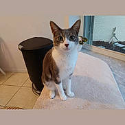 Denny joined the competition — help win amazing prizes! animal, cat, curious, domestic, ears, eyes, feline, indoor, nose, paws, pet, plant_pot, sitting, soft_surface, tail, tile_floor, trash_bin, whiskers, white_wall, window