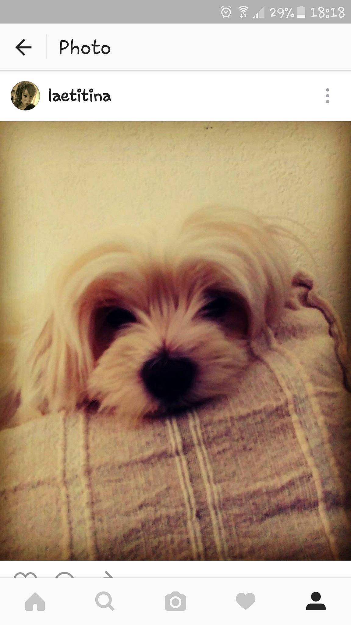 Tina a rejoint le concours — aidez-le/la à gagner de superbes lots ! bichon, canidae, carnivore, companion_dog, coton_de_tulear, dog, dog_breed, havanese, kyi_leo, maltepoo, maltese, mammal, morkie, puppy, puppy_love, schnoodle, shih_tzu, snout, toy_dog, west_highland_white_terrier