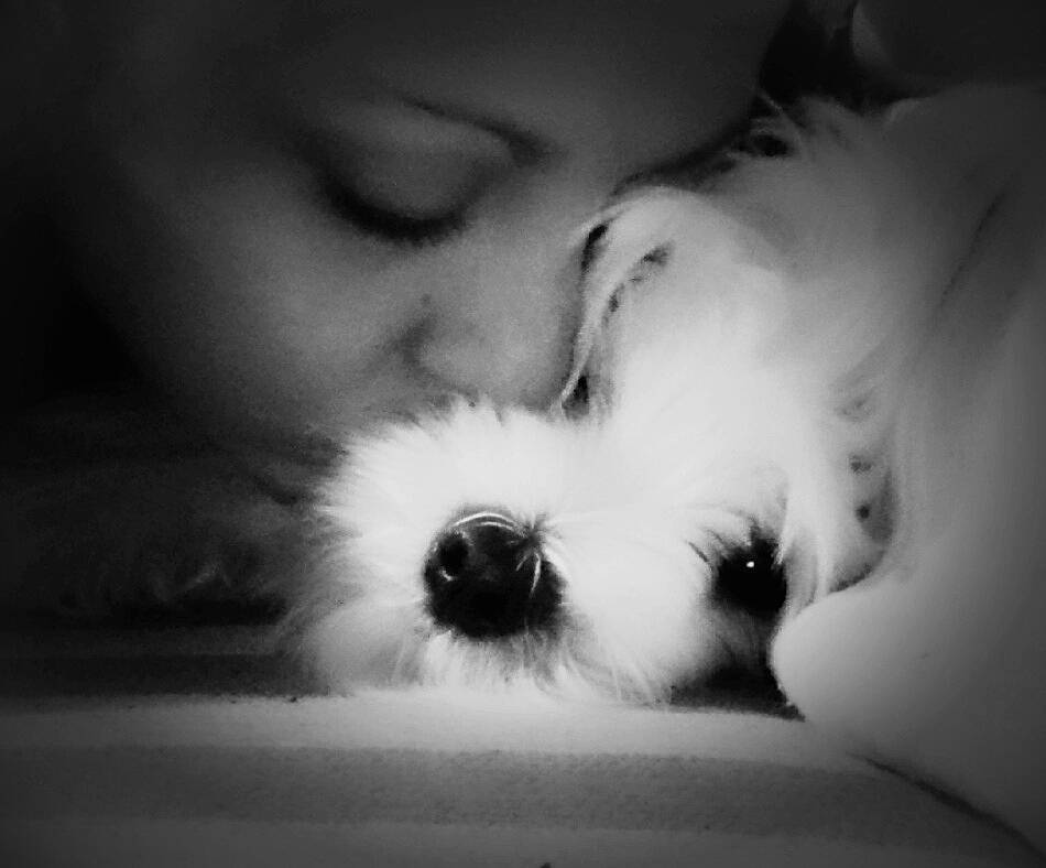 Tina a rejoint le concours — aidez-le/la à gagner de superbes lots ! black_and_white, canidae, carnivore, child, cloud, companion_dog, dog, dog_breed, eye, interaction, love, maltese, monochrome, nose, photography, puppy, puppy_love, shih_tzu, snout, west_highland_white_terrier