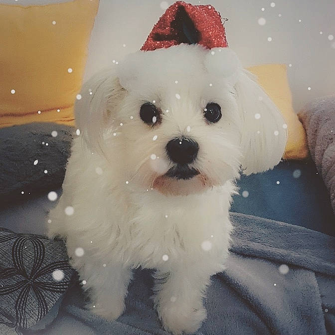 Tina participe au concours pour gagner de l'argent avec cette photo : bichon, bichon_frise, bolognese, bolonka, canidae, carnivore, cockapoo, companion_dog, dog, dog_breed, kyi_leo, maltepoo, maltese, mammal, nose, puppy, puppy_love, snout, toy_dog, vertebrate