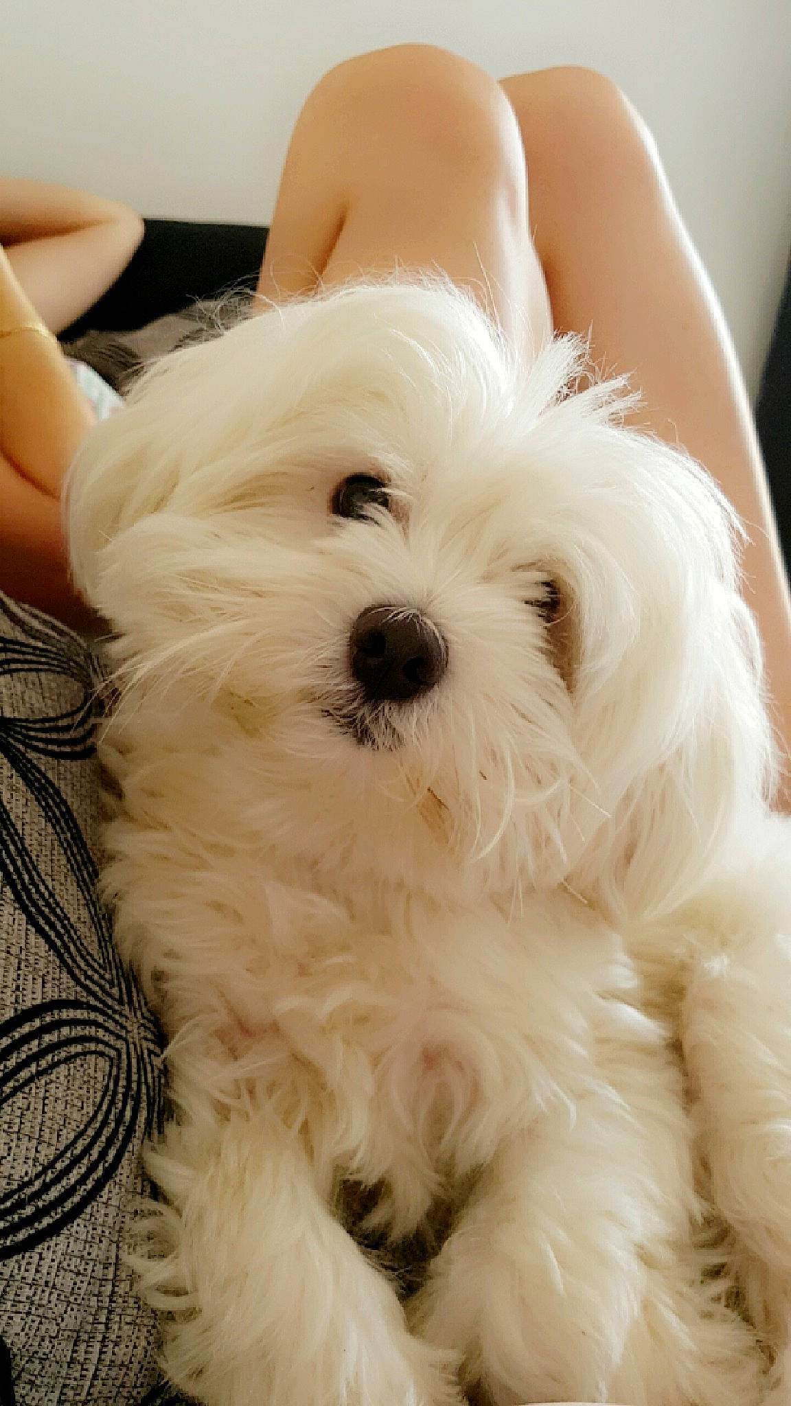 Tina participe au concours pour gagner de l'argent avec cette photo : bichon, bolonka, canidae, carnivore, cavapoo, companion_dog, coton_de_tulear, dog, dog_breed, havanese, kyi_leo, maltepoo, maltese, mammal, puppy, puppy_love, skin, toy_dog, vertebrate, west_highland_white_terrier