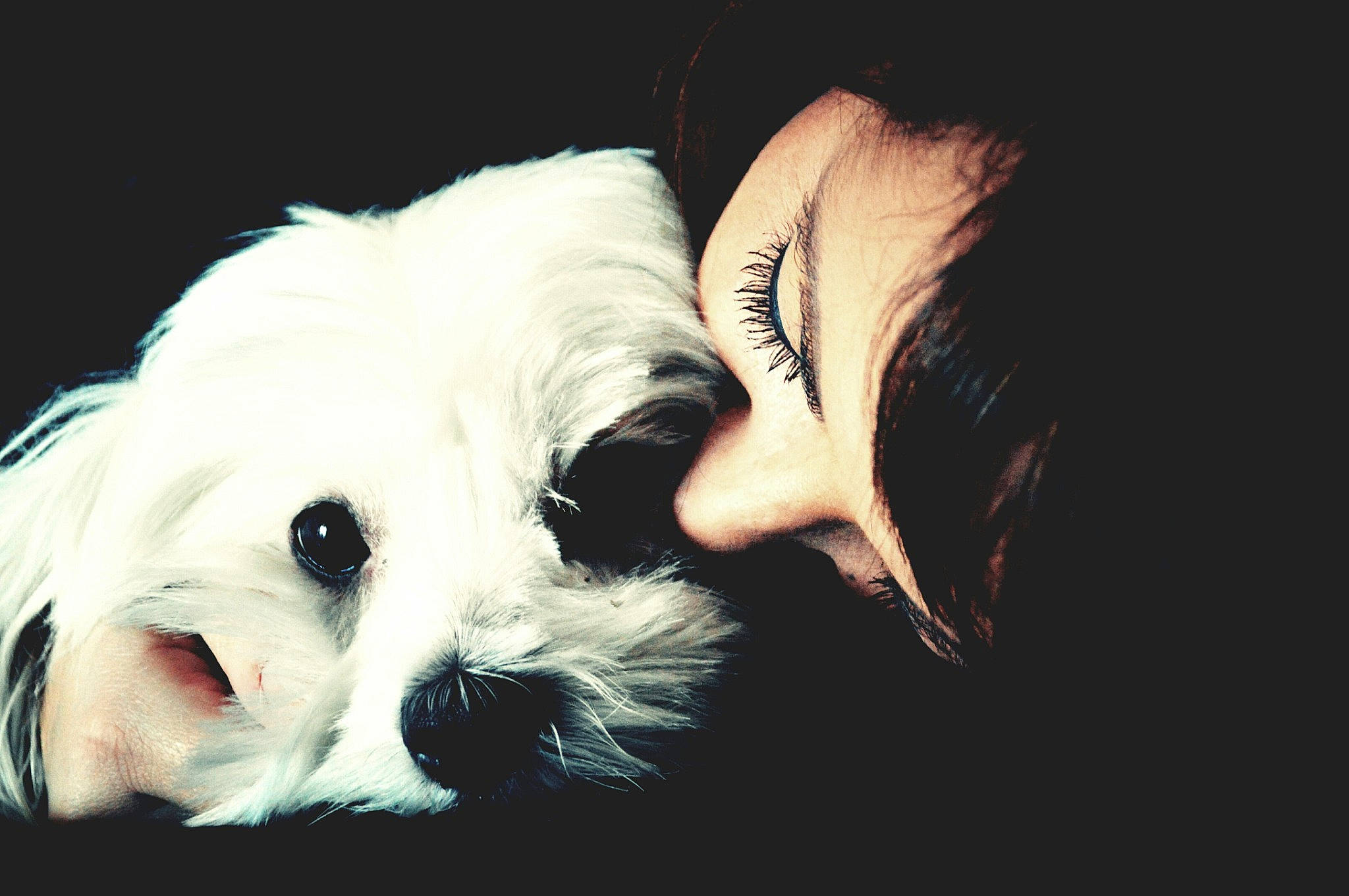 Tina participe au concours pour gagner de l'argent avec cette photo : canidae, carnivore, companion_dog, dog, dog_breed, ear, eye, fur, havanese, head, maltese, morkie, non_sporting_group, nose, puppy, puppy_love, shih_tzu, snout, tibetan_terrier, toy_dog