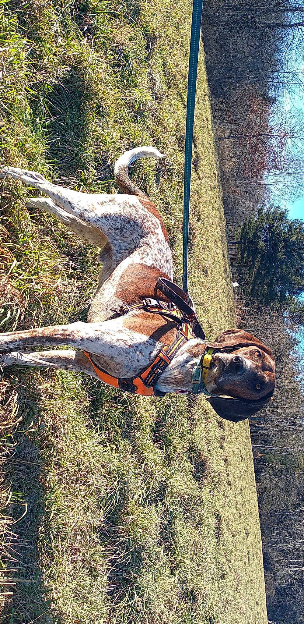 Bandit