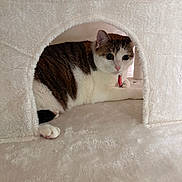 Chelsea joined the competition — help win amazing prizes! cat, pet, animal, feline, indoor, cozy, soft, fluffy, cat_house, resting, tabby, white_fur, curious, cute, paw, collar, relaxed, home, cute_pet, mammal