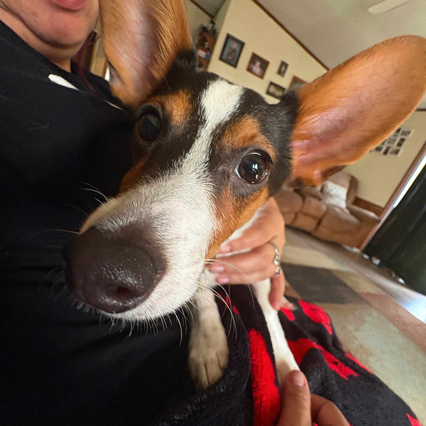 Chico