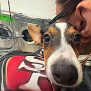 Chico is registered to the contest to win money with this photo: dog, close_up, nose, laundromat, washing_machine, person, ear, fur, curious, snuggle, face, pet, indoor, human, black_and_white, brown, red_clothing, fabric, cute, companion