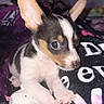Chico joined the competition — help win amazing prizes! puppy, dog, small_dog, toy, plush_toy, blanket, indoor, cute, side_eye, ears, black_and_white, brown_spots, young_animal, pet, animal, resting, curious, looking_away, close_up, cozy