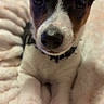 Chico is registered to the contest to win money with this photo: puppy, dog, close_up, pet, cute, animal, ears, nose, paws, fur, blanket, soft, resting, indoors, young, adorable, curious, black, white, brown