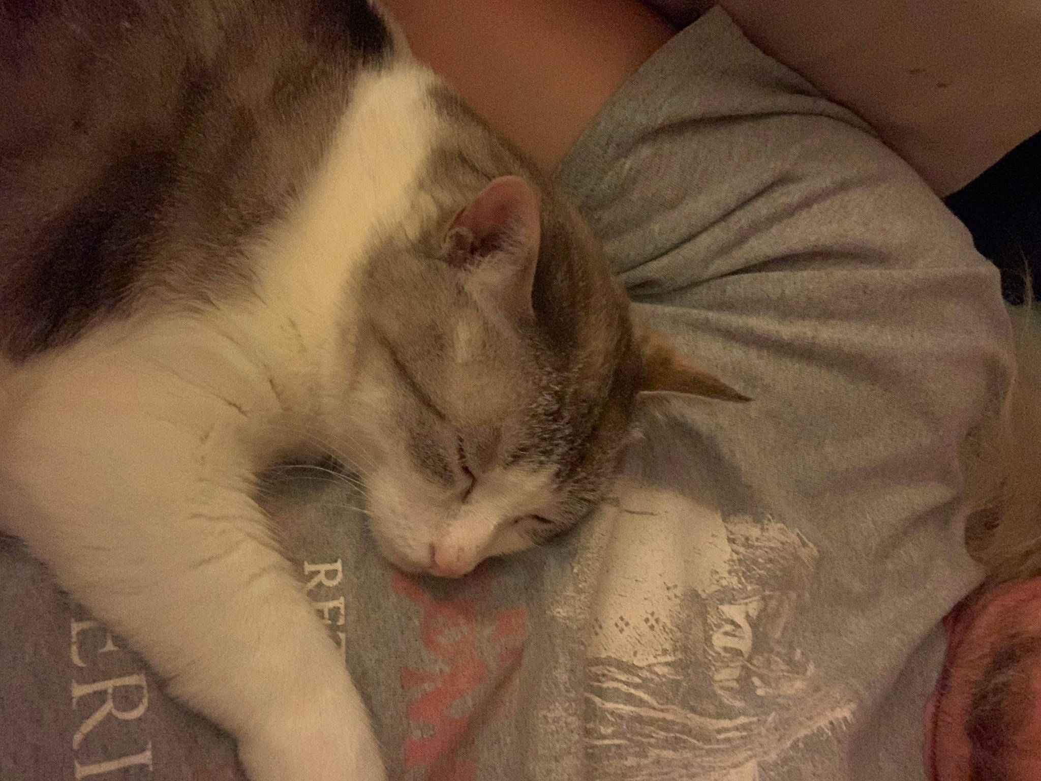 Cleocatra is registered to the contest to win money with this photo: aegean_cat, asian, carnivore, cat, domestic_short_haired_cat, ear, european_shorthair, eye, felidae, fur, kitten, nap, nose, singapura, skin, sleep, small_to_medium_sized_cats, snout, tail, whiskers