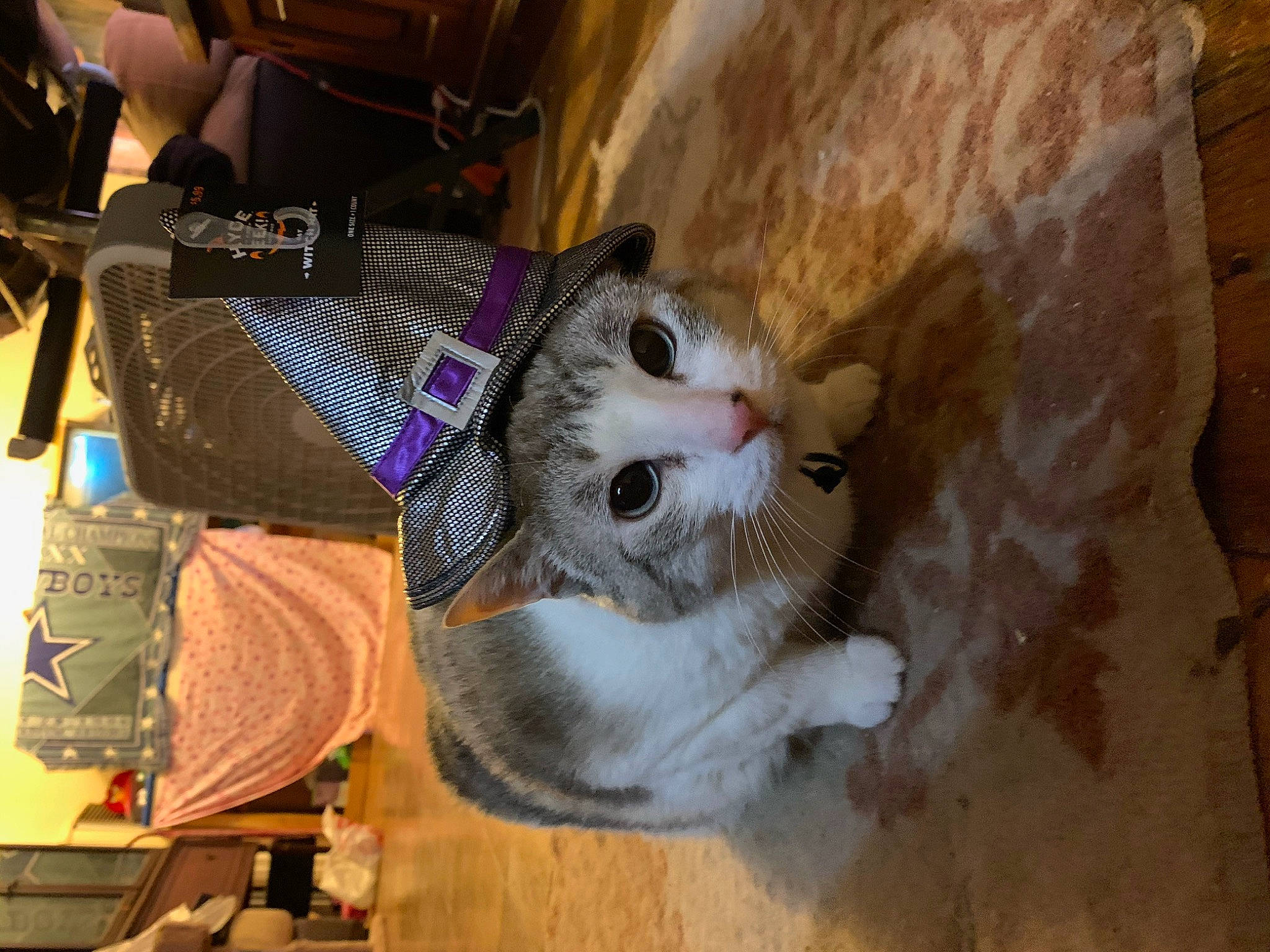 Cleocatra joined the competition — help win amazing prizes! aegean_cat, american_curl, asian, carnivore, cat, domestic_short_haired_cat, european_shorthair, fawn, felidae, fur, mammal, ojos_azules, small_to_medium_sized_cats, snout, whiskers