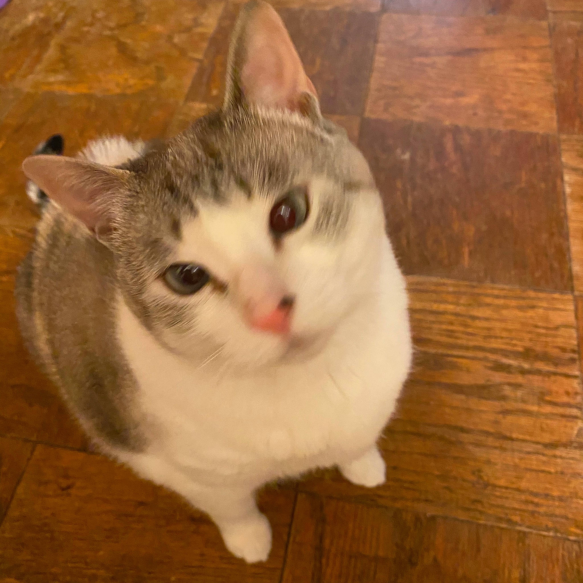 Cleocatra is registered to the contest to win money with this photo: aegean_cat, american_wirehair, arabian_mau, asian, burmilla, carnivore, cat, domestic_short_haired_cat, european_shorthair, eye, felidae, kitten, mammal, ojos_azules, polydactyl_cat, small_to_medium_sized_cats, snout, tail, vertebrate, whiskers