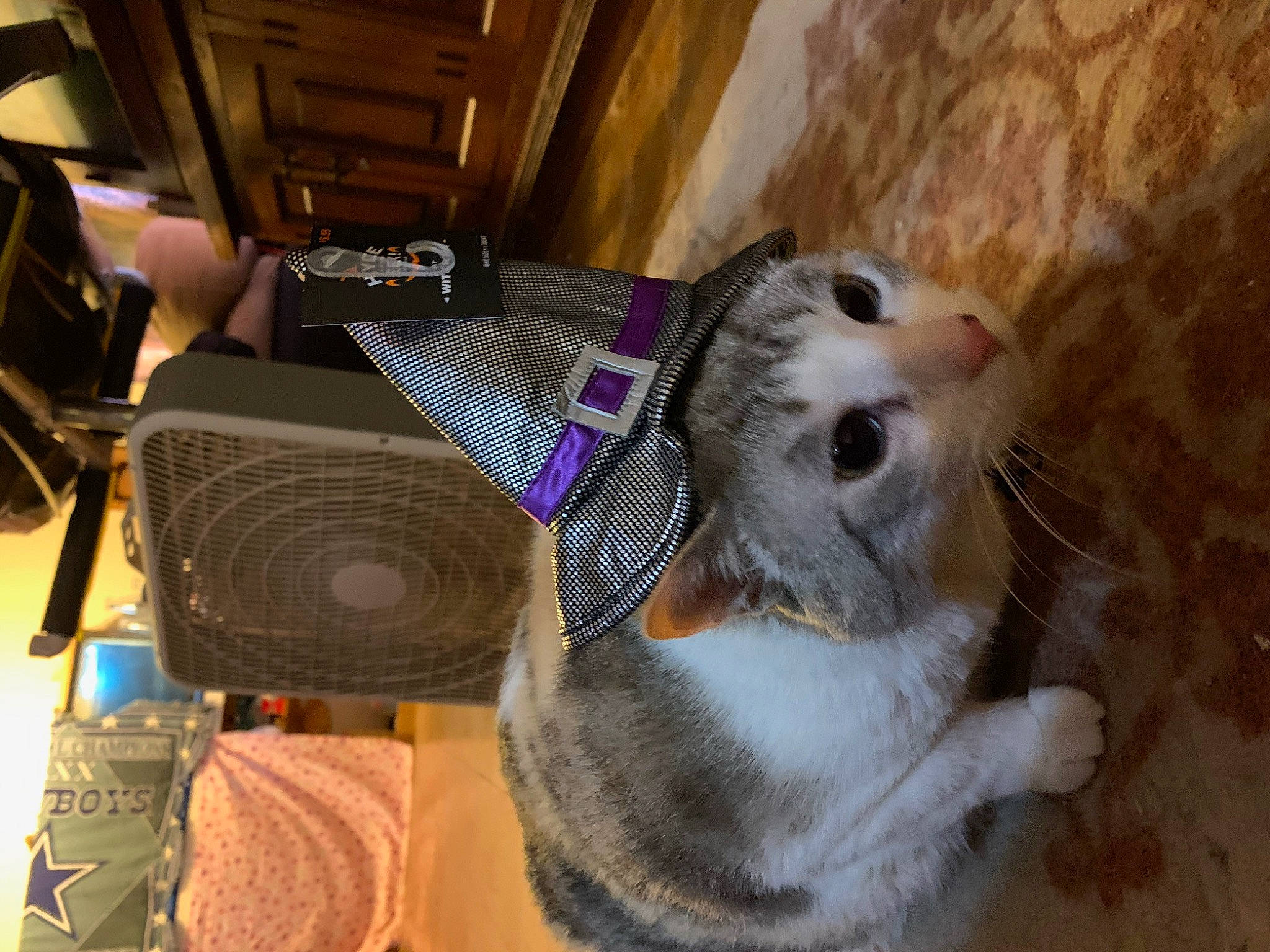 Cleocatra is registered to the contest to win money with this photo: aegean_cat, american_curl, american_shorthair, asian, carnivore, cat, domestic_short_haired_cat, european_shorthair, felidae, fur, kitten, mammal, munchkin, small_to_medium_sized_cats, snout, whiskers