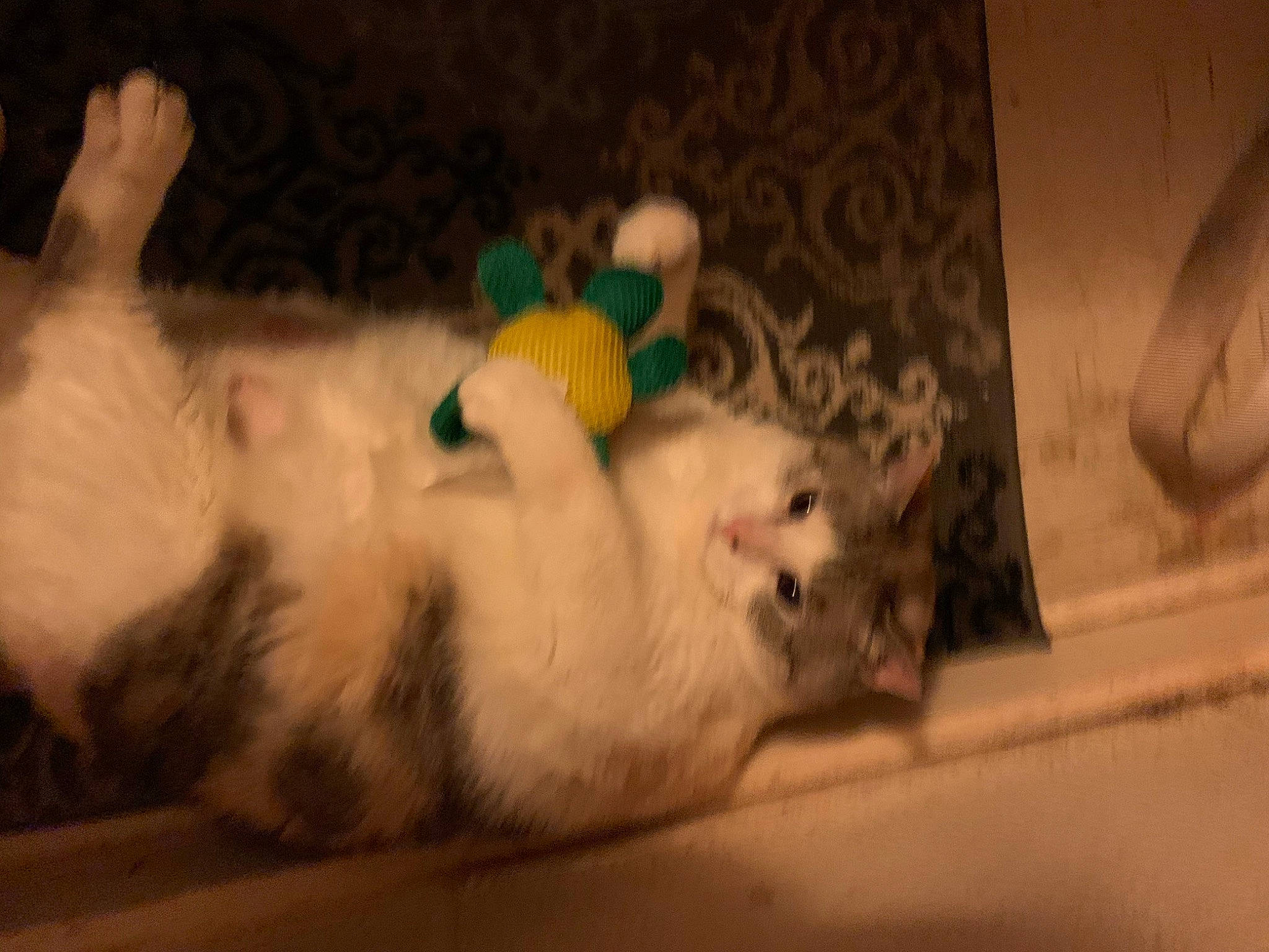 Cleocatra is registered to the contest to win money with this photo: american_curl, canidae, carnivore, cat, felidae, kitten, mammal, paw, persian, ragdoll, small_to_medium_sized_cats, turkish_van, whiskers