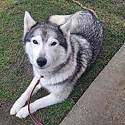 Masha participe au concours pour gagner de l'argent avec cette photo : dog, husky, animal, pet, leash, grass, outdoor, canine, fur, lying_down, path, sidewalk, nature, mammal, portrait, friendly, cute, domestic_animal, paw, ears