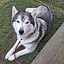 animal, canine, cute, dog, domestic_animal, ears, friendly, fur, grass, husky, leash, lying_down, mammal, nature, outdoor, path, paw, pet, portrait, sidewalk
